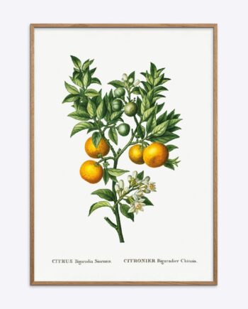 Citrus   Bigaradia   Sinensis