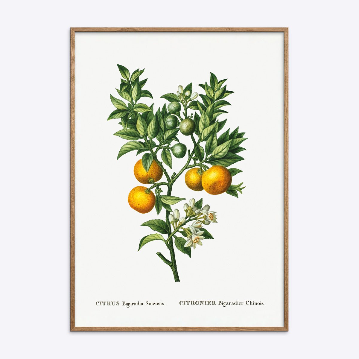 Citrus   Bigaradia   Sinensis