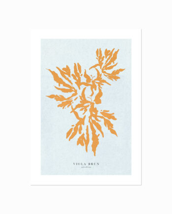 Corals    Burnt   Sienna