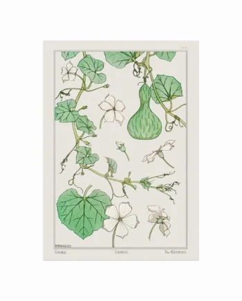 Courge    White     Flowered   Gourd
