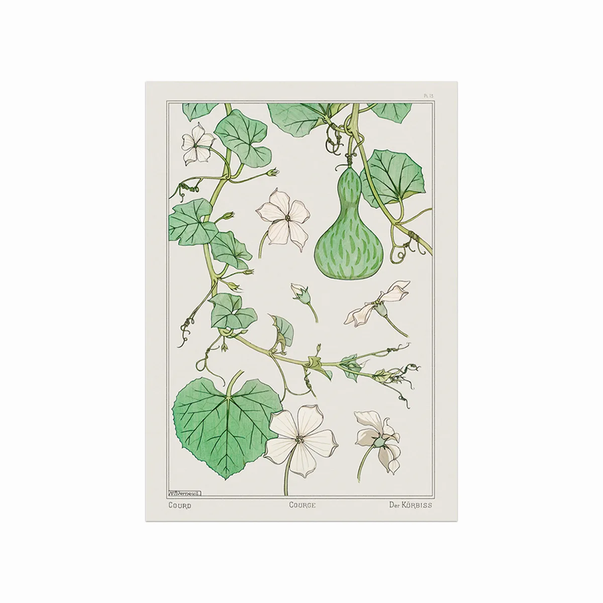 Courge White Flowered Gourd