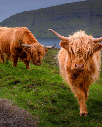 Curious   Cows   Af   Rasmus   Gundorff   Sæderup