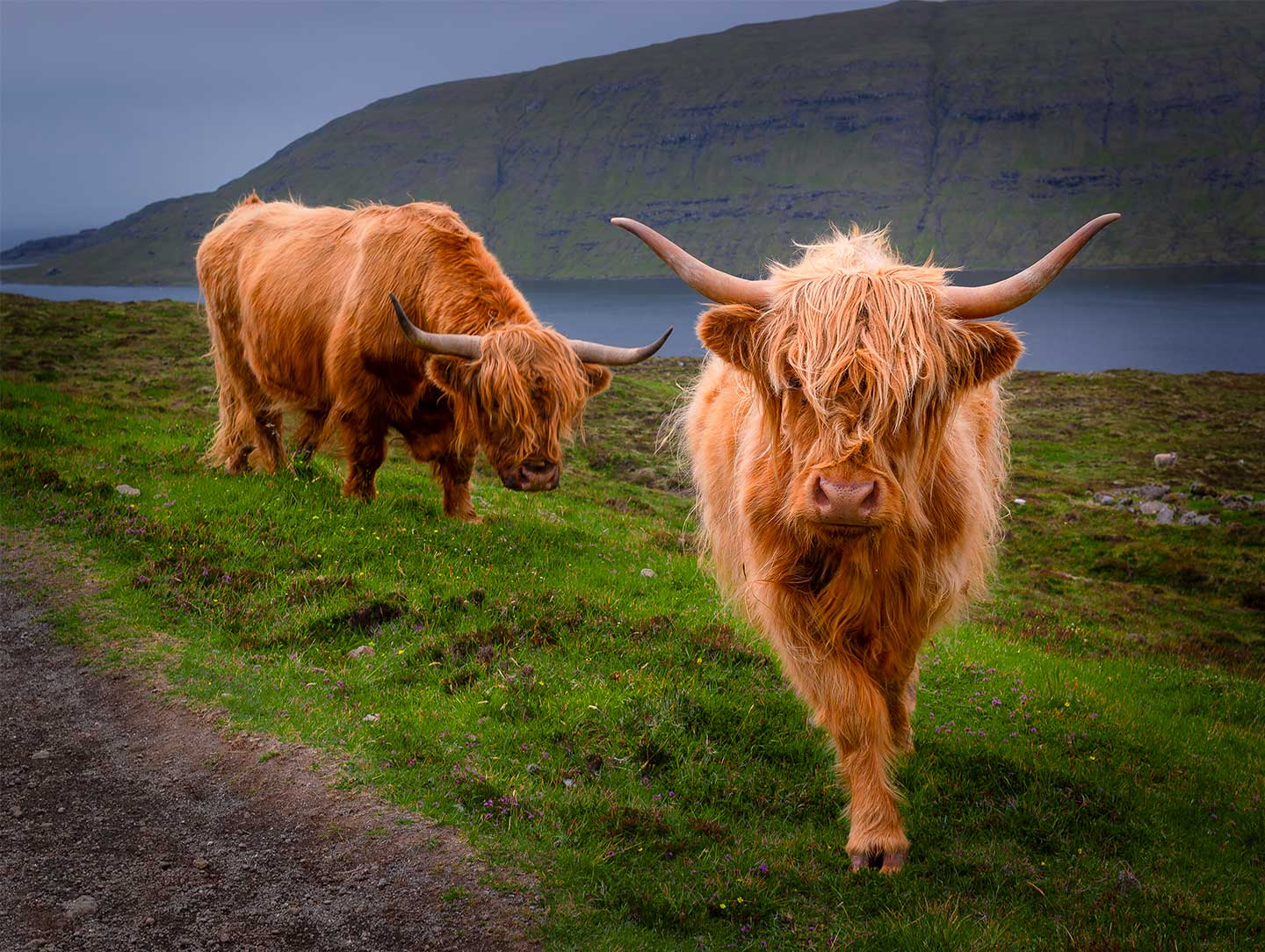 Curious   Cows   Af   Rasmus   Gundorff   Sæderup