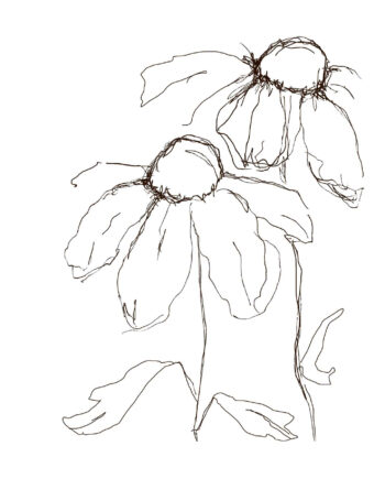 Daisies   Af   Lisa   Ylander