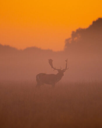 Dawning   Of   A   New   Day   Af   Daniel   Faisst