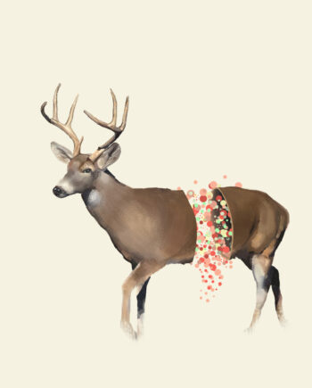 Deer   Af   Mads   Hindhede