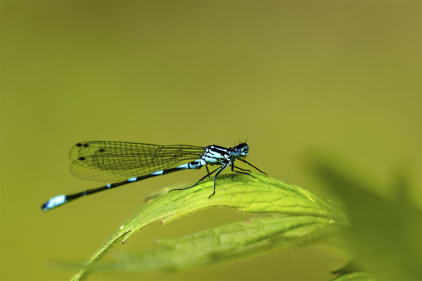 Den   Smukke   Vandnymfe   Af   Msj   Natur   Foto