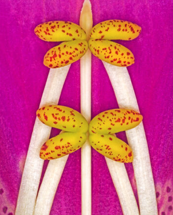 Digitalis   Purpurea   Af   Pauline   Snoeijs