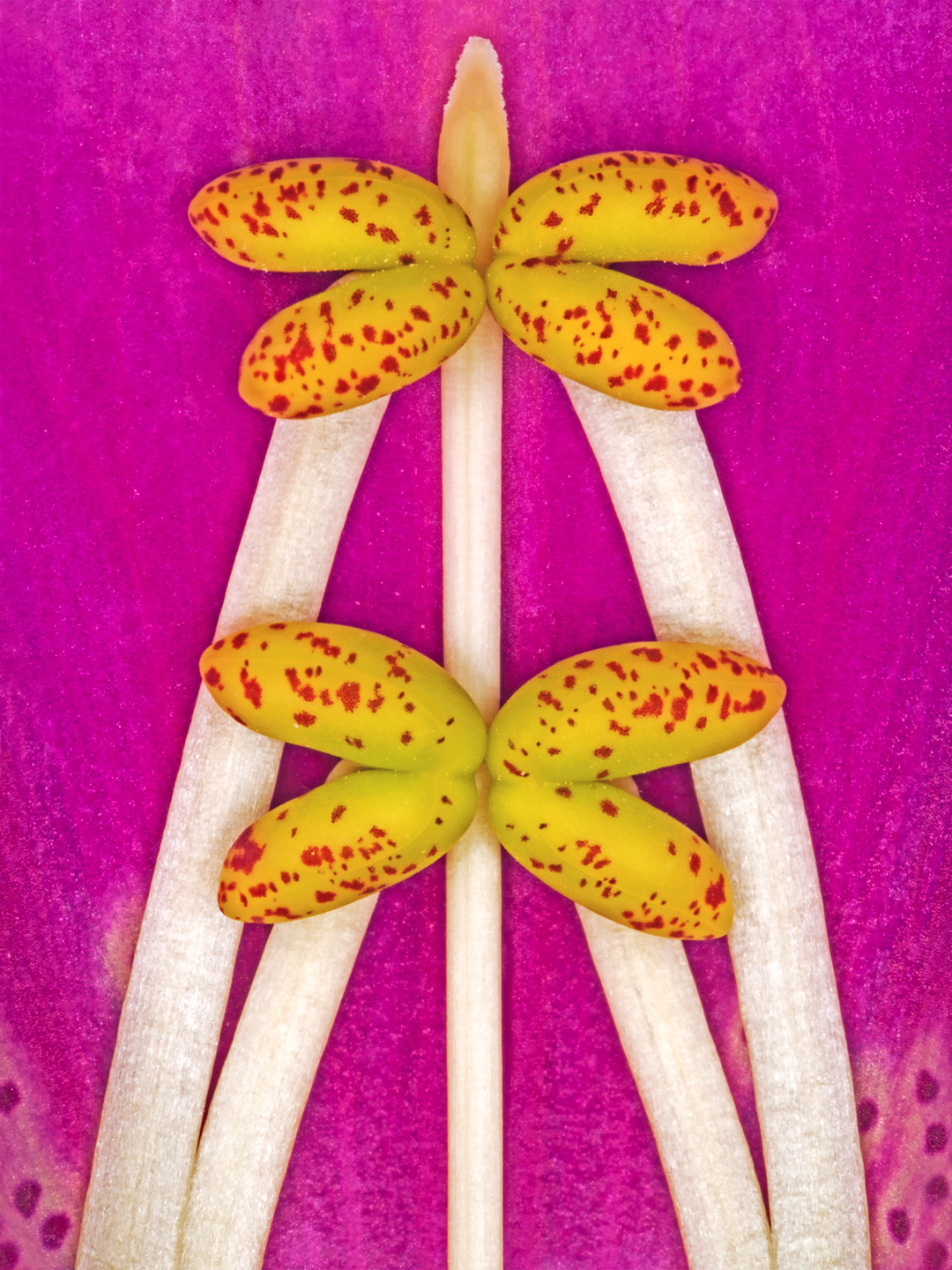 Digitalis   Purpurea   Af   Pauline   Snoeijs