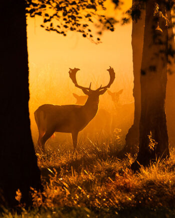Early   Morning   Rays   Of   Light   Af   Daniel   Faisst