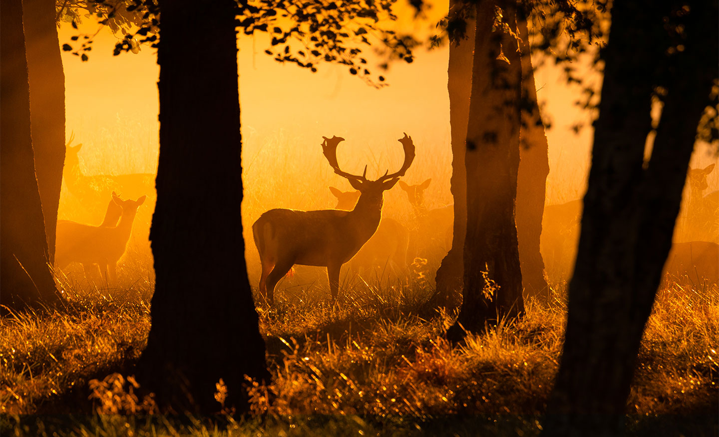 Early   Morning   Rays   Of   Light   Af   Daniel   Faisst