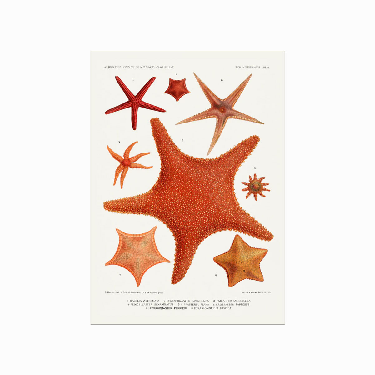 Echinodermes    Starfish