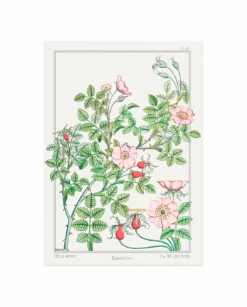 Eglantier    Wild   Rose