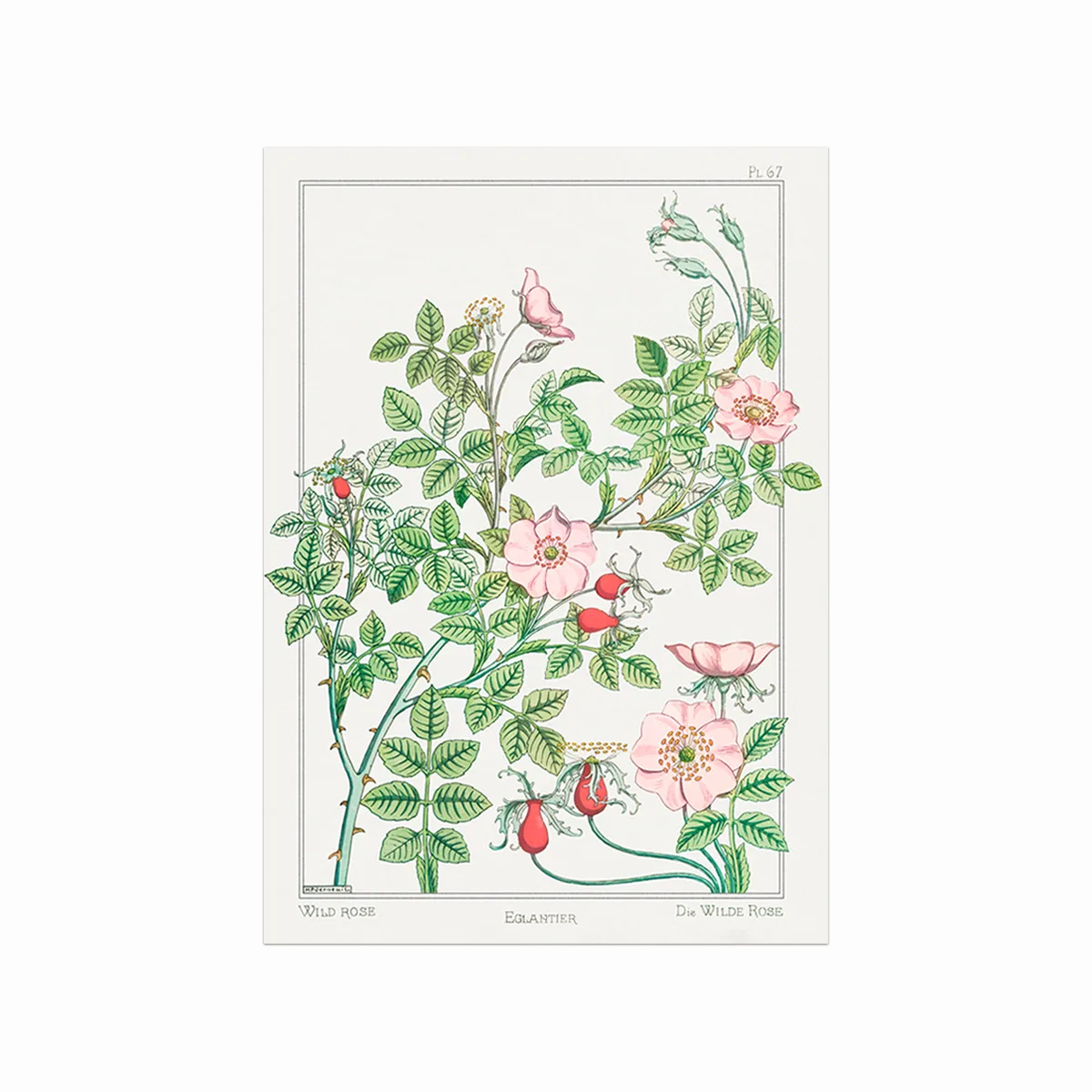 Eglantier Wild Rose