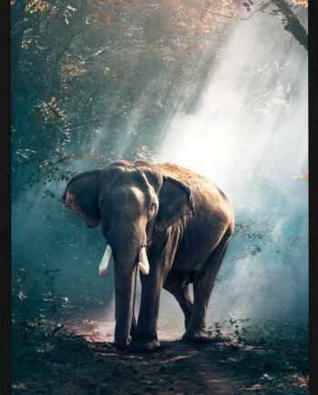 Elefant   I   Lysning