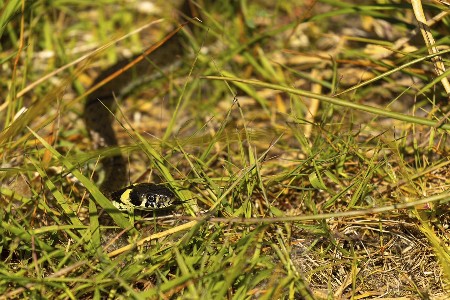 En   Nysgerig   Snog   Af   Msj   Natur   Foto