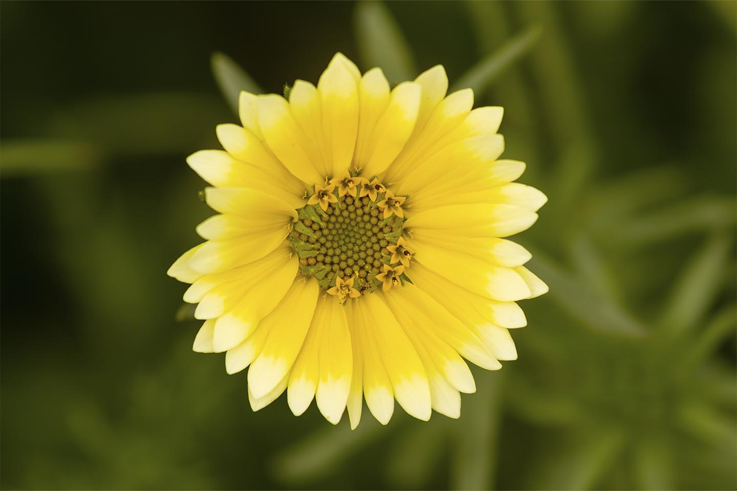 En   Skøn   Gul   Blomst   Af   Msj   Natur   Foto