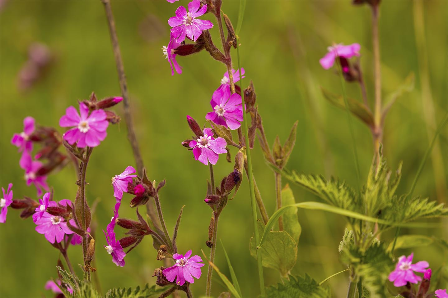 En   Smuk   Samling   Blomster   Af   Msj   Natur   Foto