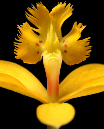Epidendrum   Af   Pauline   Snoeijs
