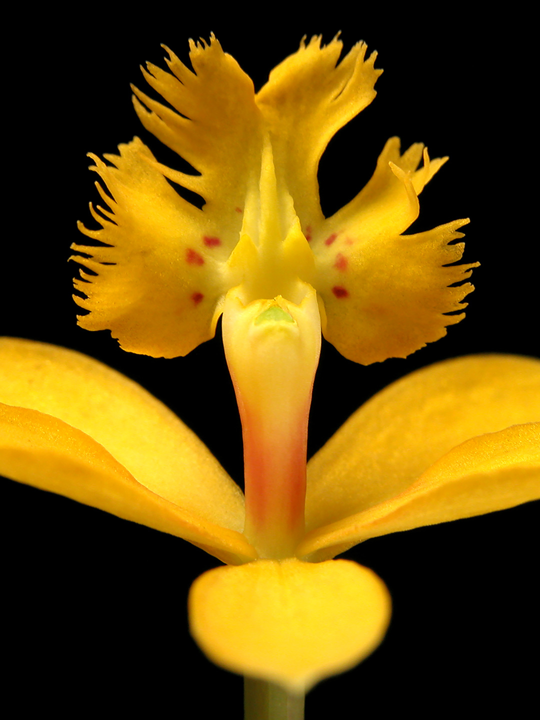 Epidendrum   Af   Pauline   Snoeijs