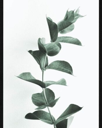 Eucalypsus   Plakat