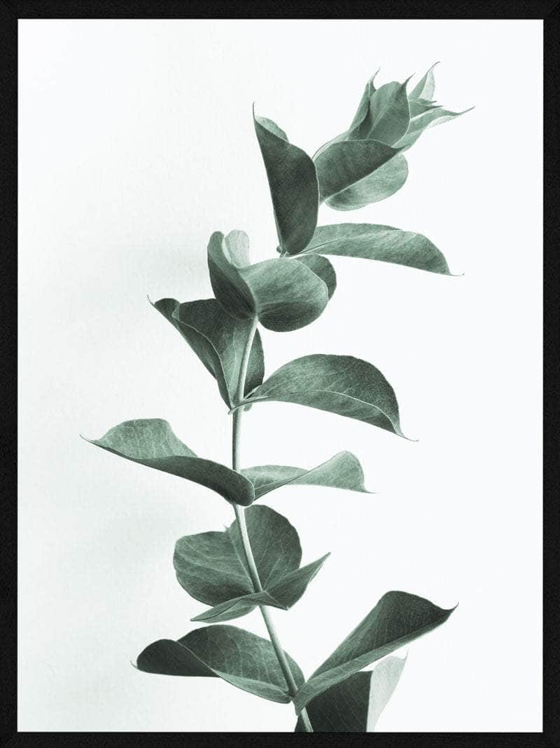 Eucalypsus Plakat