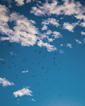 Evening   Birds   Af   Kirsten   Stigsgaard