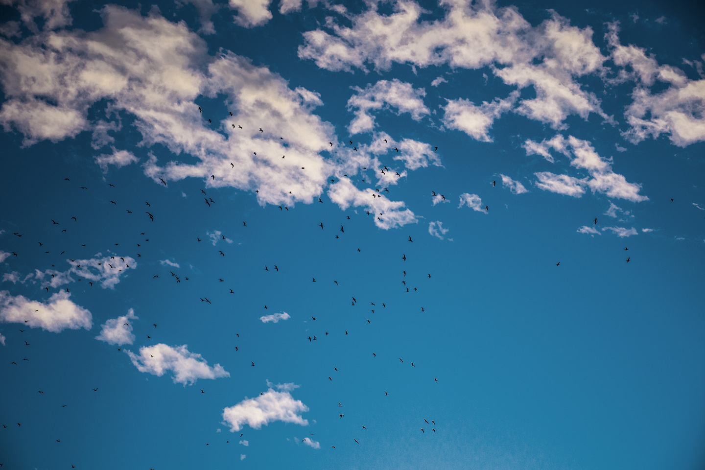 Evening   Birds   Af   Kirsten   Stigsgaard