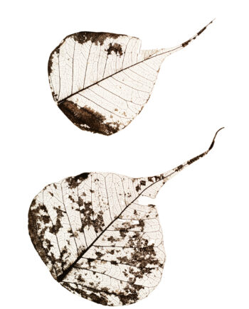 Fallen   Leaves        Af   Tal   Paz - Fridman