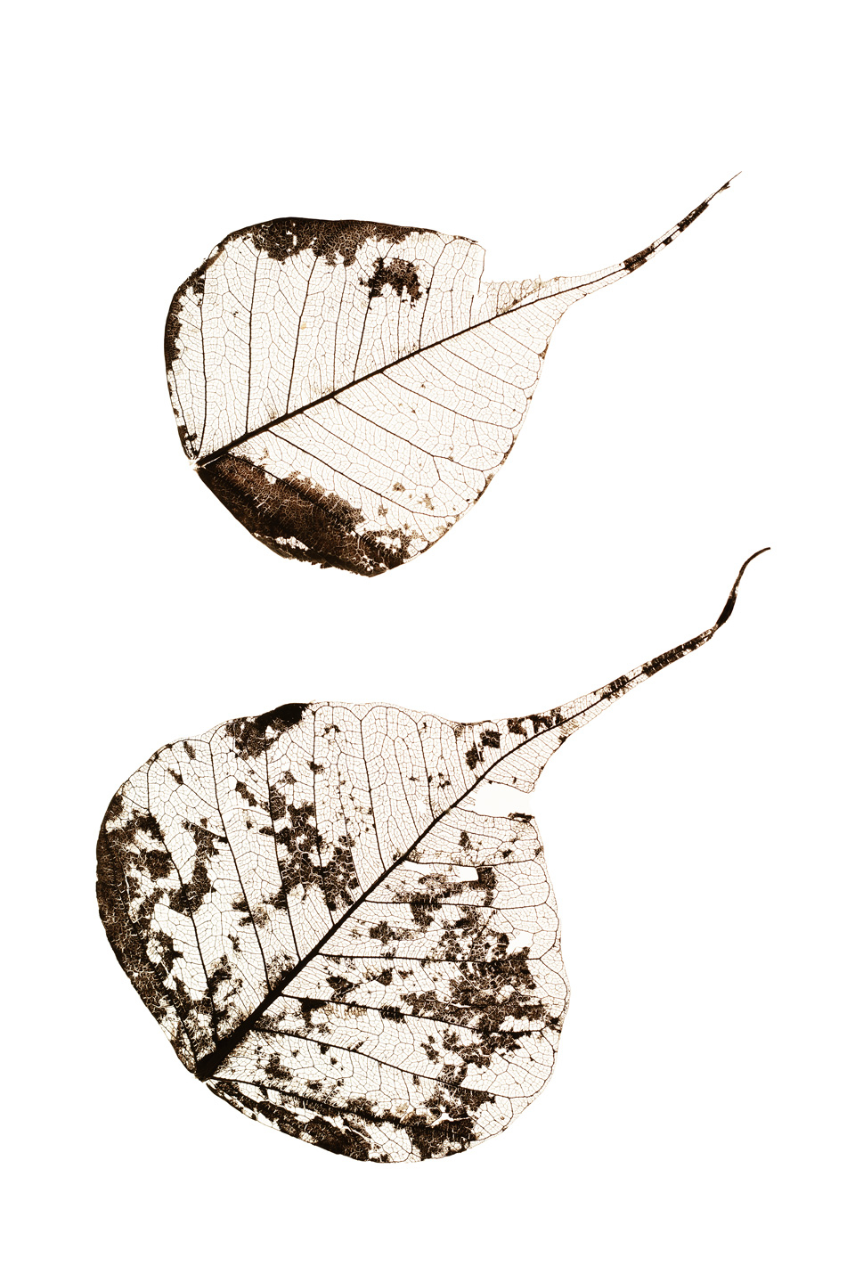 Fallen   Leaves        Af   Tal   Paz - Fridman