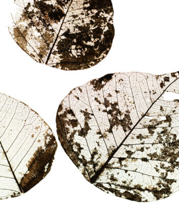 Fallen   Leaves        Af   Tal   Paz - Fridman