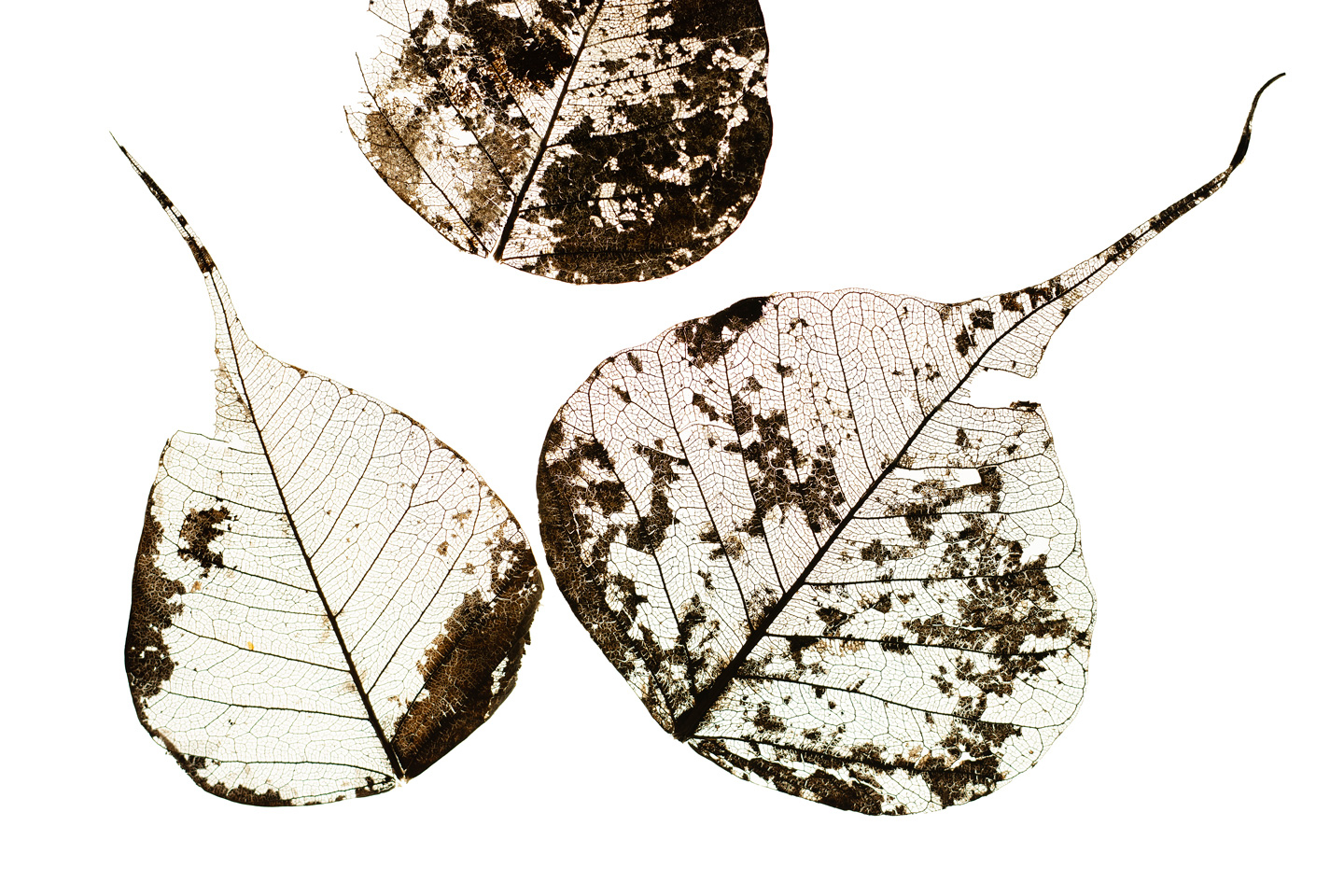 Fallen   Leaves        Af   Tal   Paz - Fridman