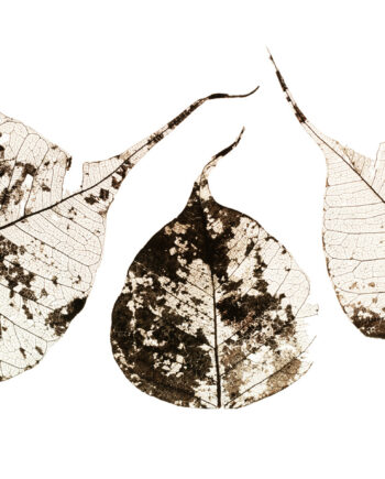 Fallen   Leaves        Af   Tal   Paz - Fridman