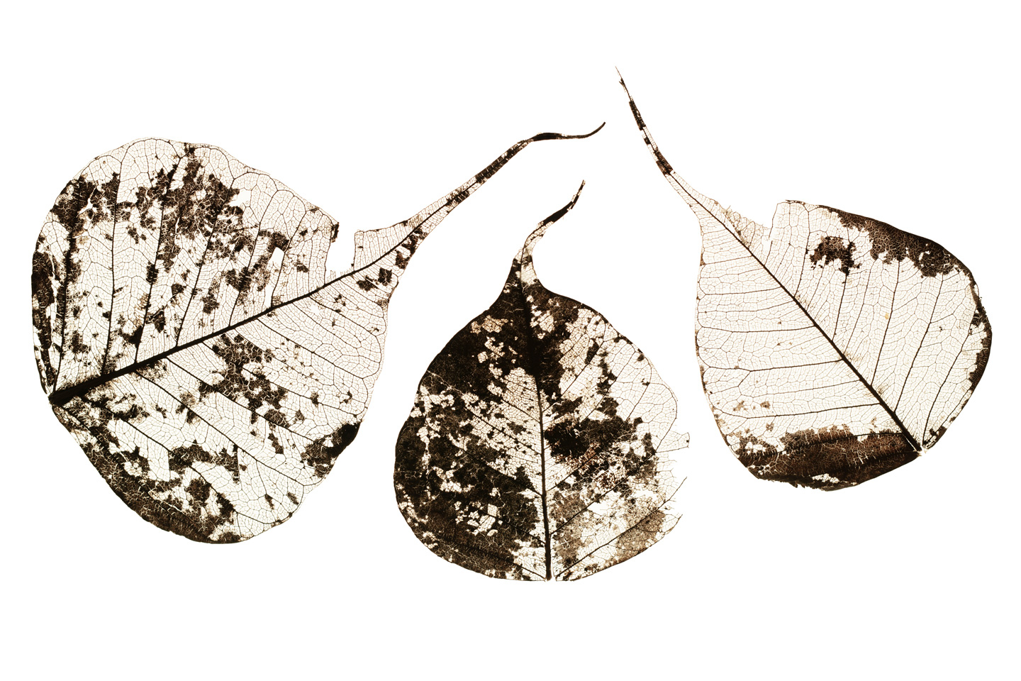 Fallen   Leaves        Af   Tal   Paz - Fridman