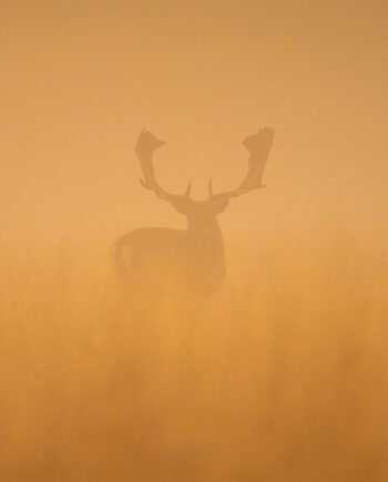 Fallow   Deer   Stag   At   Dawn   Af   Daniel   Faisst