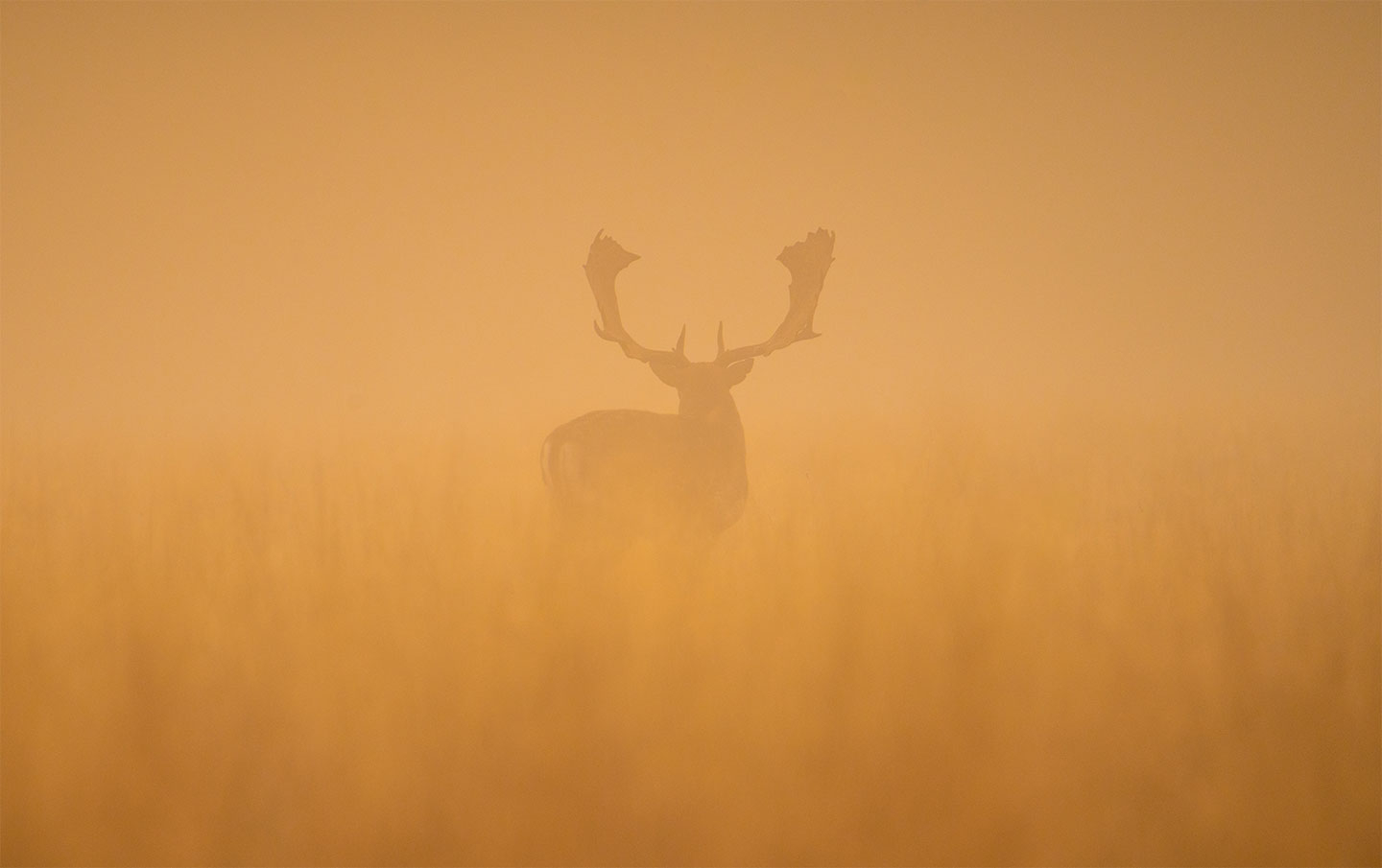 Fallow   Deer   Stag   At   Dawn   Af   Daniel   Faisst