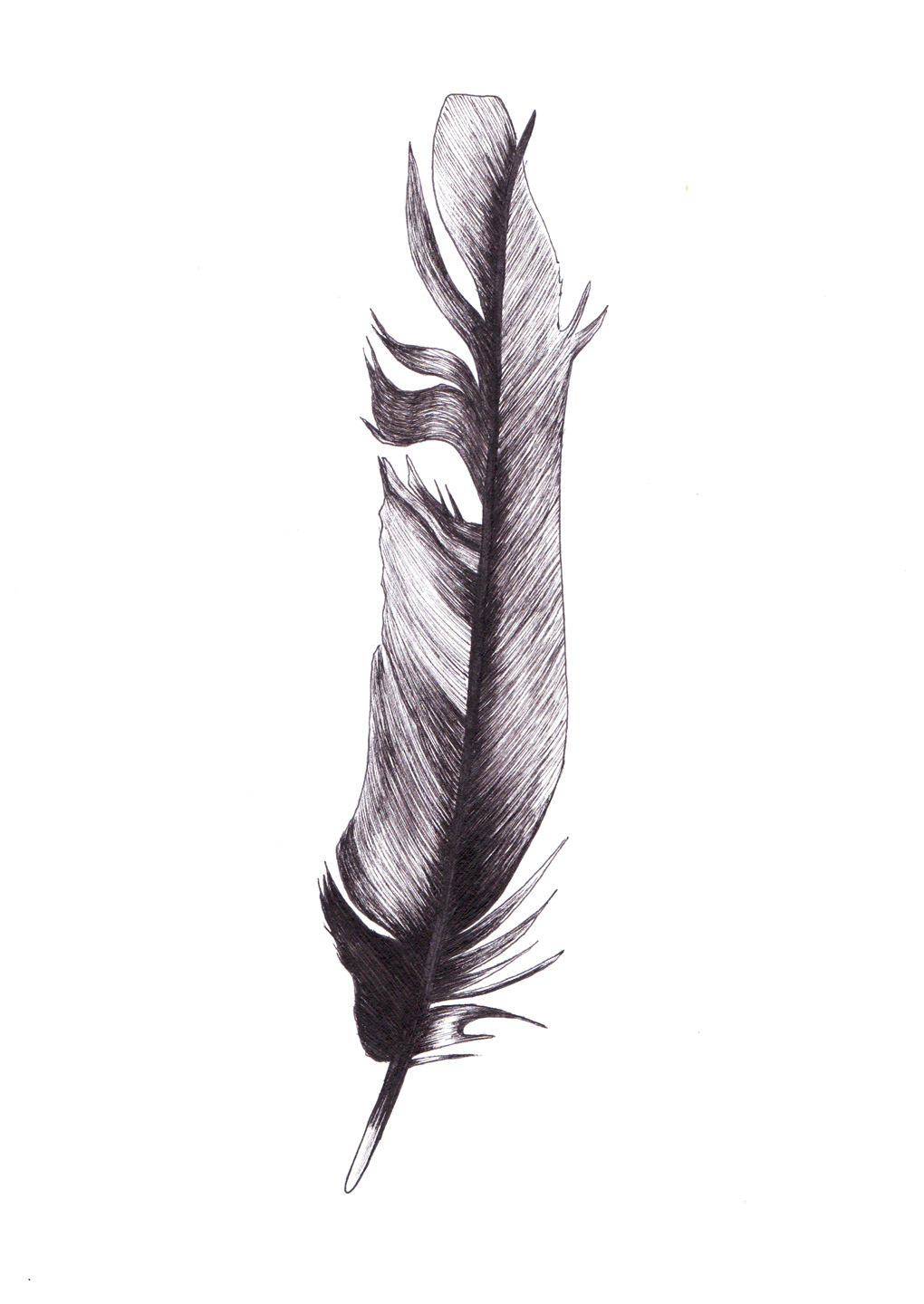 Feather   Af   Myro   Graphics
