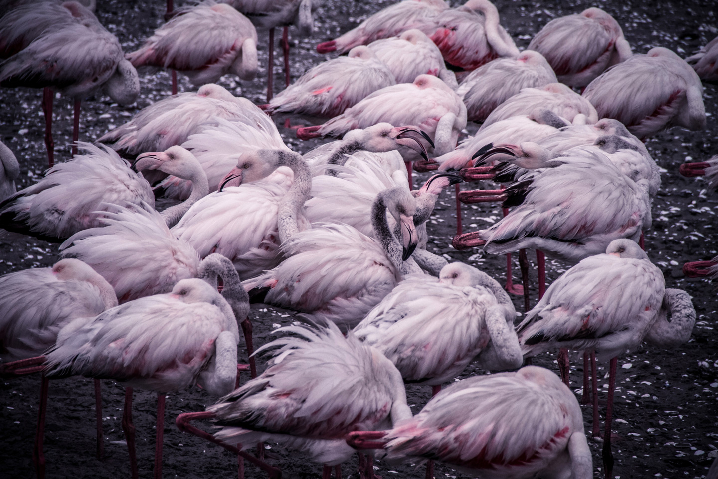 Flamingo   Cluster   Af   Mikkel   Beiter