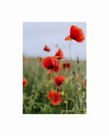 Flower   Field