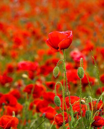 Flower   Power   Af   Klint   Fotografi
