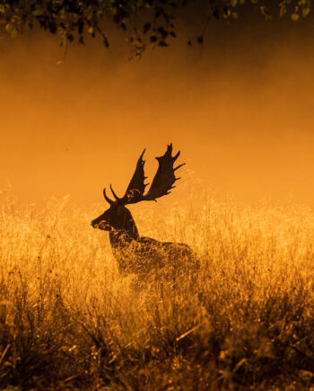 Foggy   Morning   Af   Daniel   Faisst