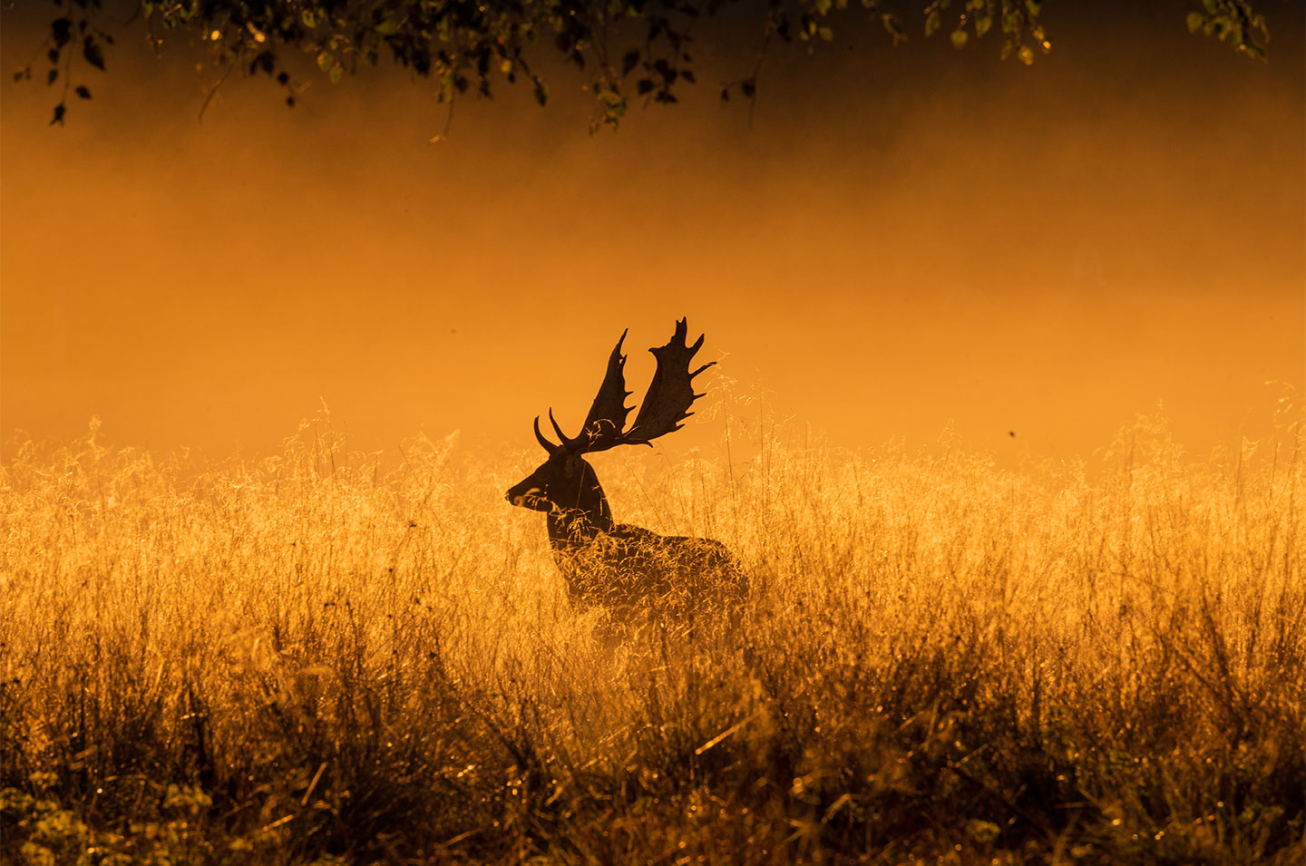 Foggy   Morning   Af   Daniel   Faisst