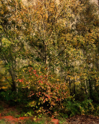 Forest   Af   Gustavo   Orensztajn