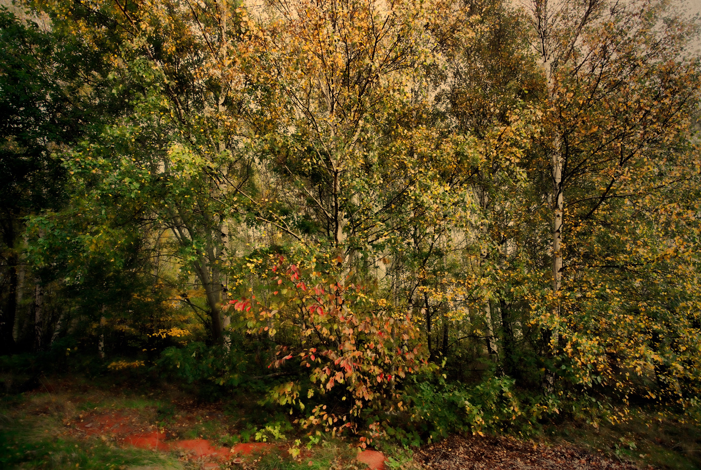 Forest   Af   Gustavo   Orensztajn