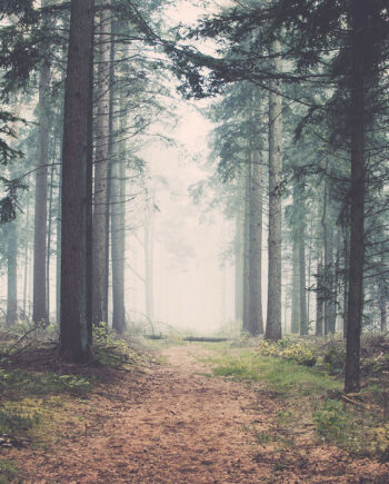Forest   Af   Henrik   Hansen