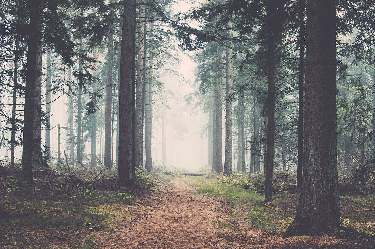 Forest   Af   Henrik   Hansen