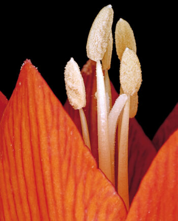 Fritillaria   Imperialis   Af   Pauline   Snoeijs