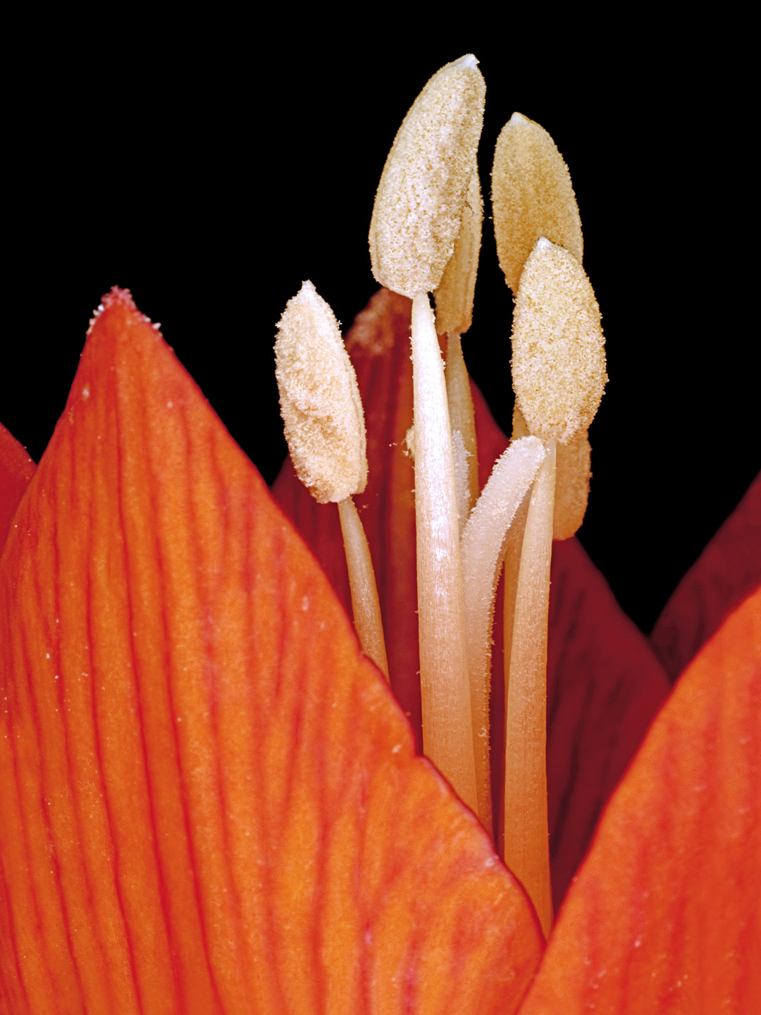 Fritillaria   Imperialis   Af   Pauline   Snoeijs