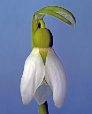 Galanthus   Nivalis   Af   Pauline   Snoeijs