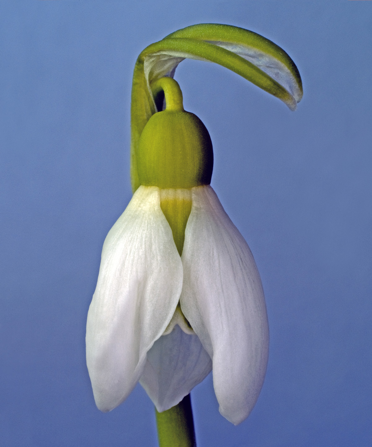 Galanthus   Nivalis   Af   Pauline   Snoeijs